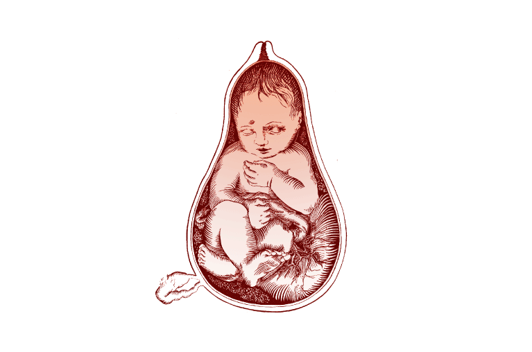 Care illustration of fetus
