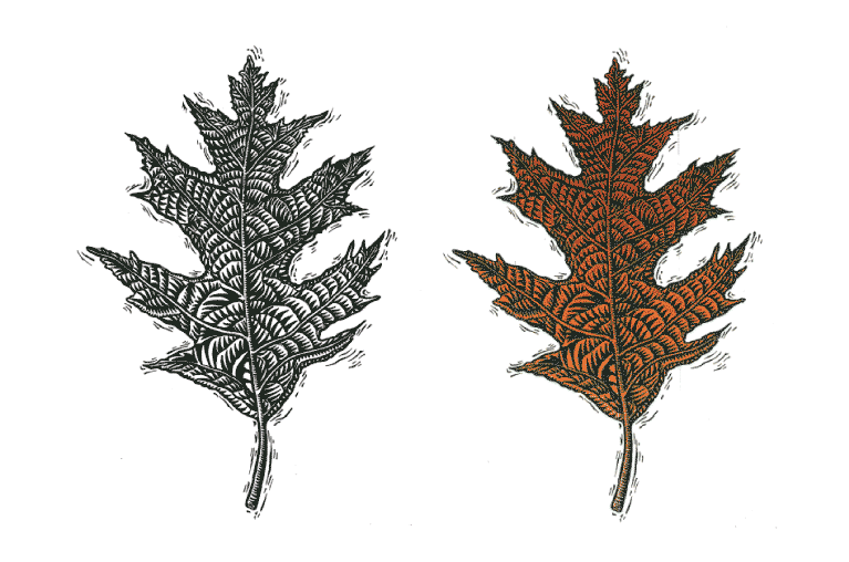 Two Leaf illustrations